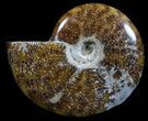Polished, Agatized Ammonite (Cleoniceras) - Madagascar #59893-1